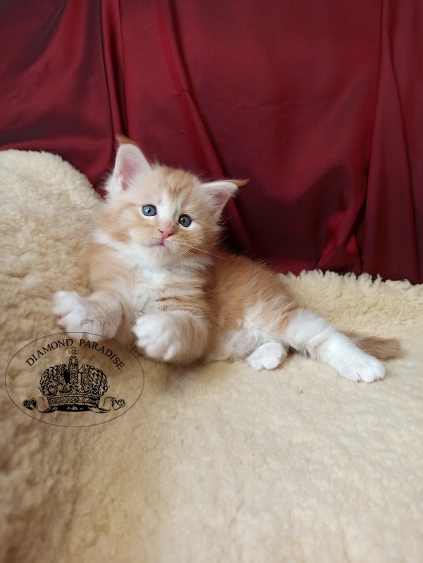 Diamond Paradise Norman Foster - Кошеня мейн-кун 1 місяць 0,5 тижнів
