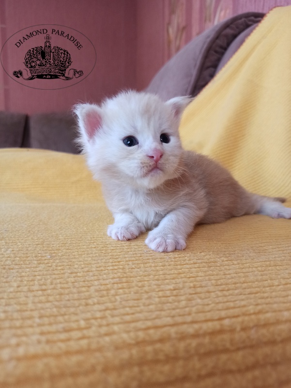 Diamond Paradise North - Kitten maine-coon 2.5 weeks