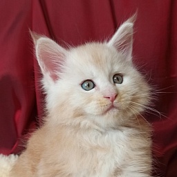 Diamond Paradise North