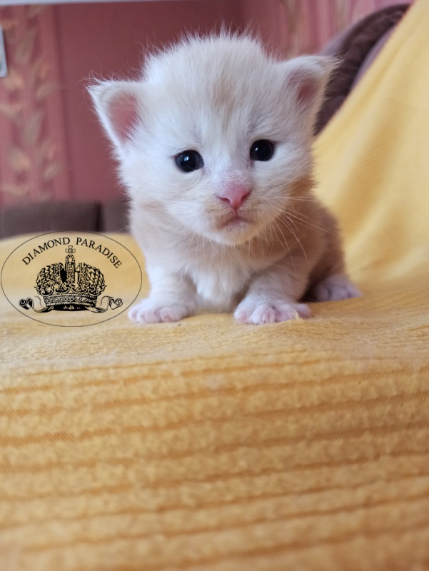 Diamond Paradise North - Kitten maine-coon 2.5 weeks