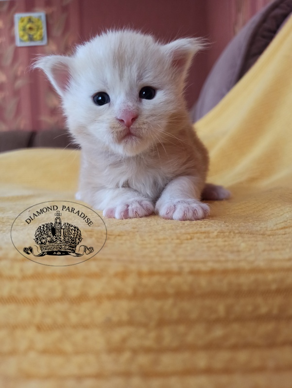 Diamond Paradise North - Kitten maine-coon 2.5 weeks
