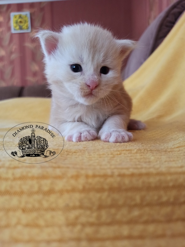 Diamond Paradise North - Kitten maine-coon 2.5 weeks
