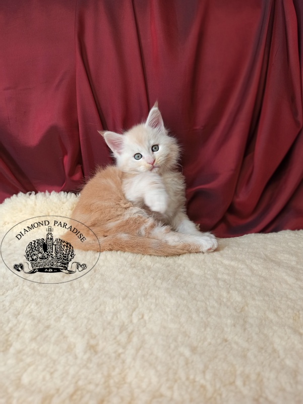 Diamond Paradise North - Kitten maine-coon 1 month 0.5 weeks