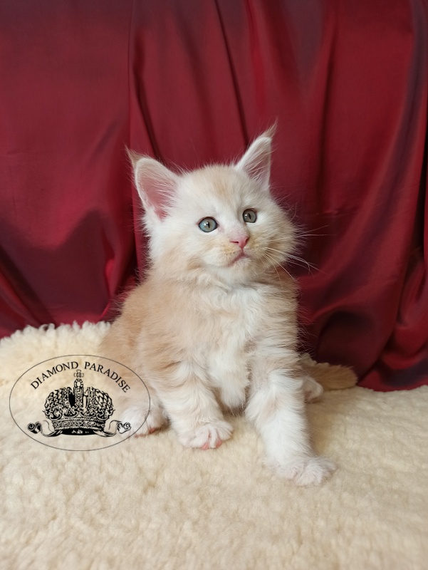 Diamond Paradise North - Kitten maine-coon 1 month 0.5 weeks