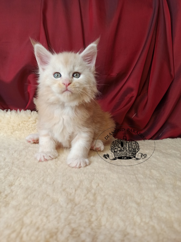 Diamond Paradise North - Kitten maine-coon 1 month 0.5 weeks