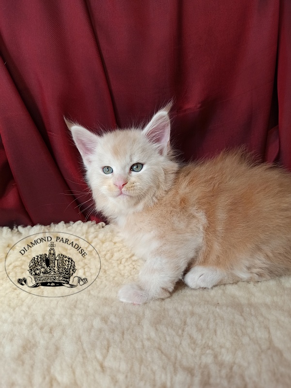 Diamond Paradise North - Kitten maine-coon 1 month 0.5 weeks