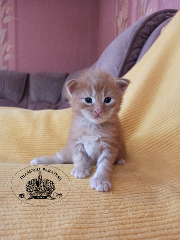 Diamond Paradise Naomi Campbell - Kitten maine-coon 2.5 weeks