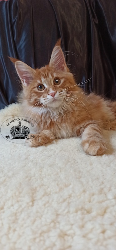 Diamond Paradise Naomi Campbell - Kitten maine-coon 3 months 2 weeks