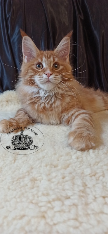 Diamond Paradise Naomi Campbell - Kitten maine-coon 3 months 2 weeks
