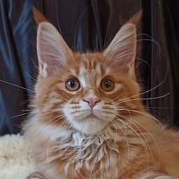 Diamond Paradise Naomi Campbell