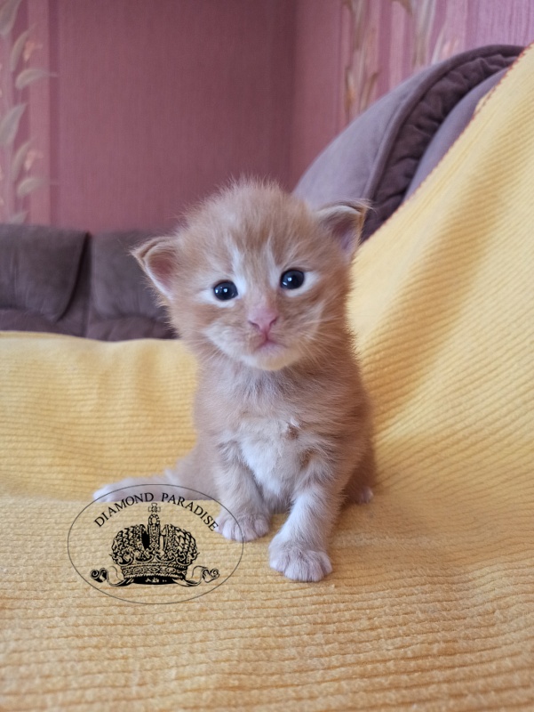 Diamond Paradise Naomi Campbell - Kitten maine-coon 2.5 weeks