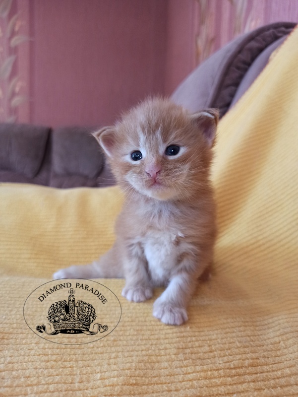 Diamond Paradise Naomi Campbell - Kitten maine-coon 2.5 weeks