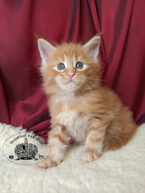 Diamond Paradise Naomi Campbell - Kitten maine-coon 1 month 0.5 weeks