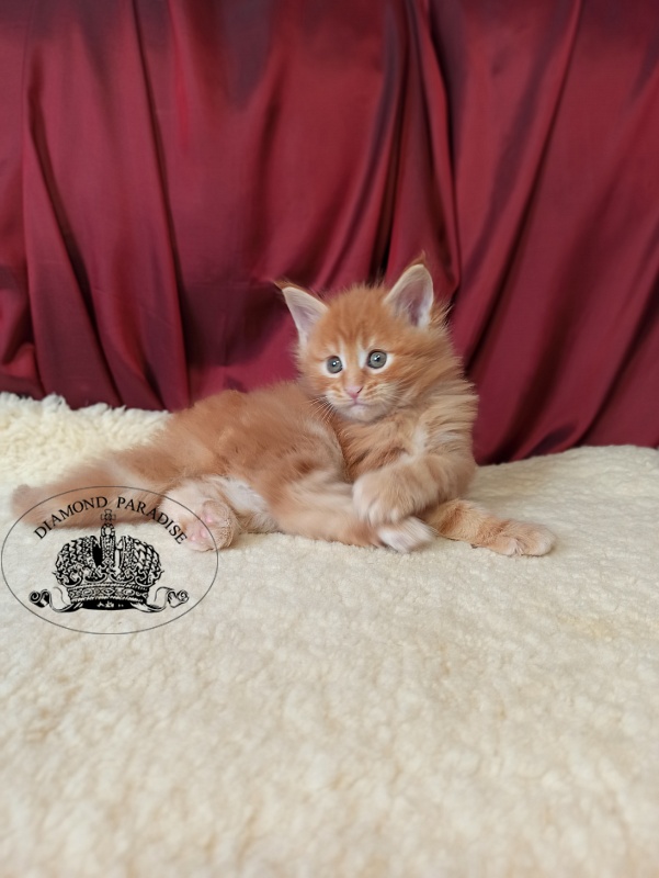 Diamond Paradise Naomi Campbell - Kitten maine-coon 1 month 0.5 weeks