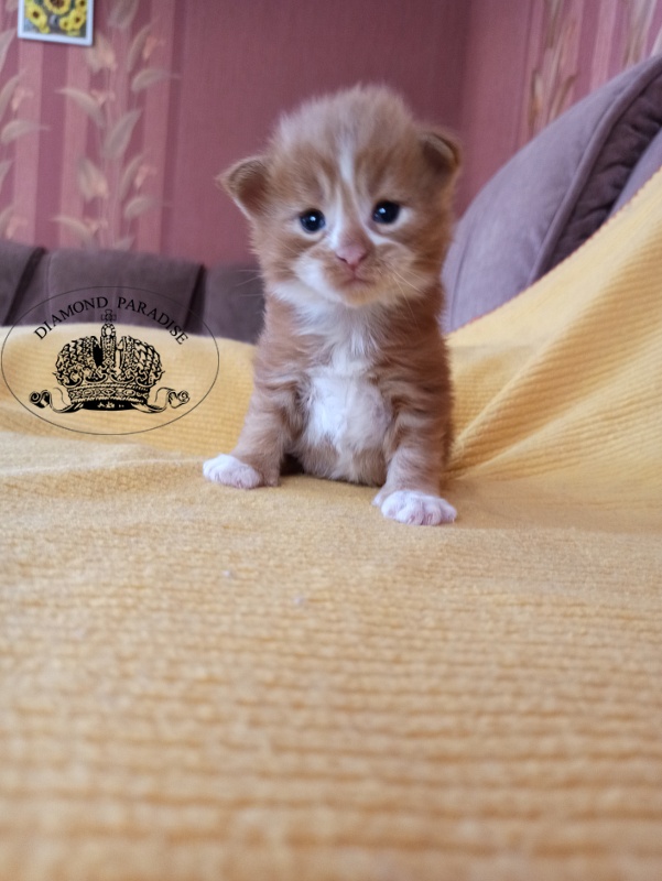 Diamond Paradise Narcissus - Кошеня мейн-кун 2,5 тижні