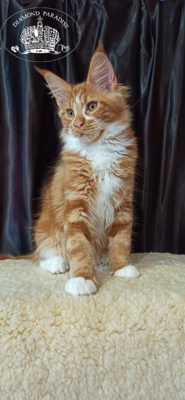 Diamond Paradise Narcissus - Кошеня мейн-кун 3 місяця 2 тижні