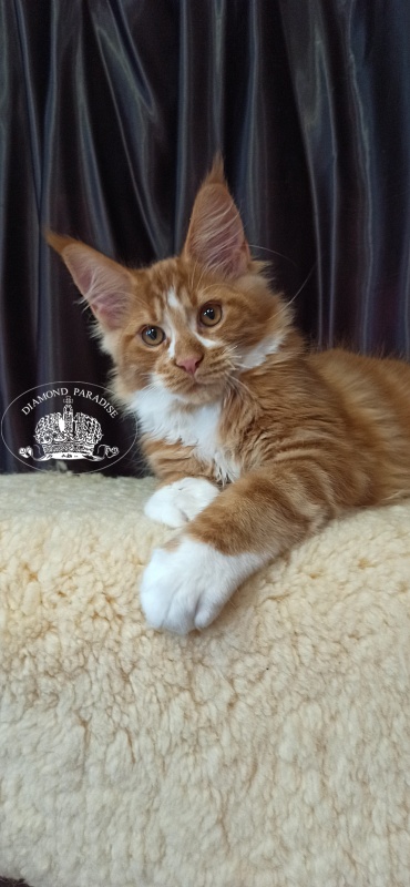 Diamond Paradise Narcissus - Кошеня мейн-кун 3 місяця 2 тижні