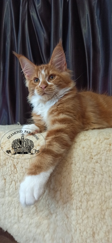 Diamond Paradise Narcissus - Кошеня мейн-кун 3 місяця 2 тижні