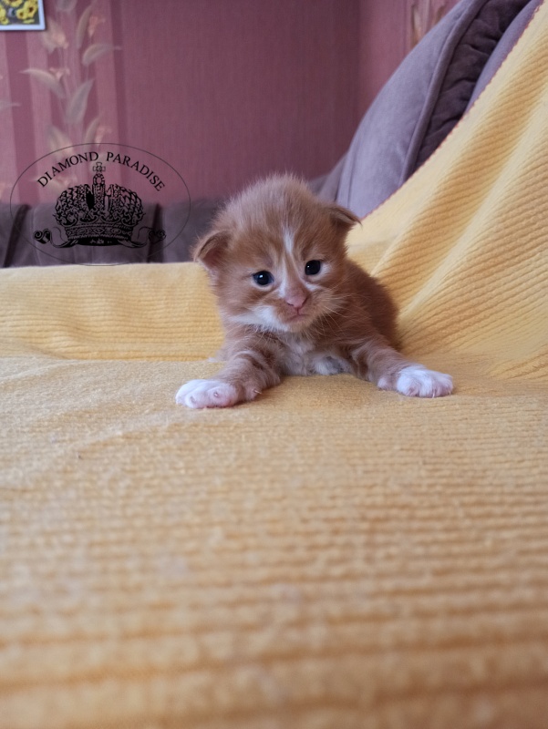 Diamond Paradise Narcissus - Кошеня мейн-кун 2,5 тижні