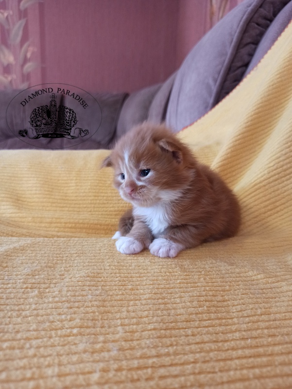 Diamond Paradise Narcissus - Кошеня мейн-кун 2,5 тижні