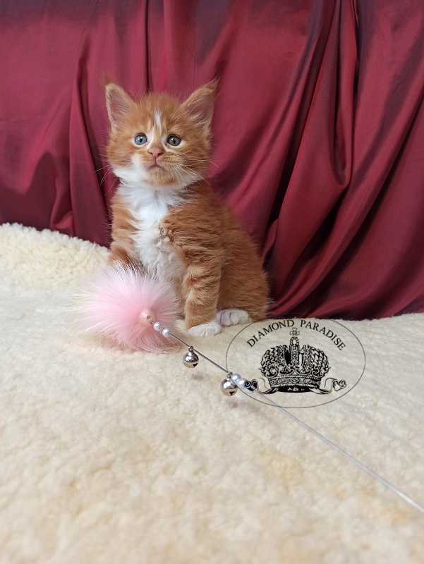 Diamond Paradise Narcissus - Кошеня мейн-кун 1 місяць 0,5 тижнів