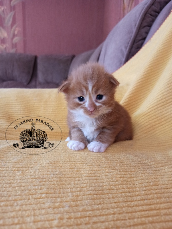 Diamond Paradise Narcissus - Кошеня мейн-кун 2,5 тижні