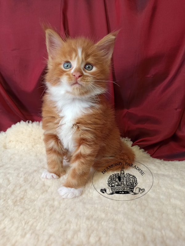 Diamond Paradise Narcissus - Кошеня мейн-кун 1 місяць 0,5 тижнів