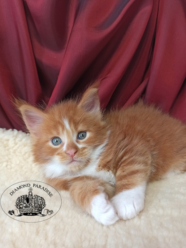Diamond Paradise Narcissus - Кошеня мейн-кун 1 місяць 0,5 тижнів