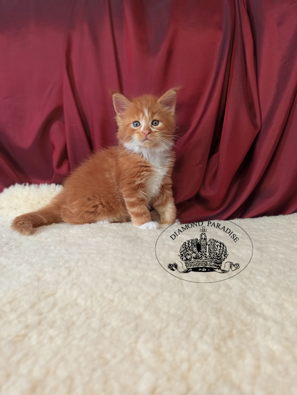 Diamond Paradise Narcissus - Кошеня мейн-кун 1 місяць 0,5 тижнів
