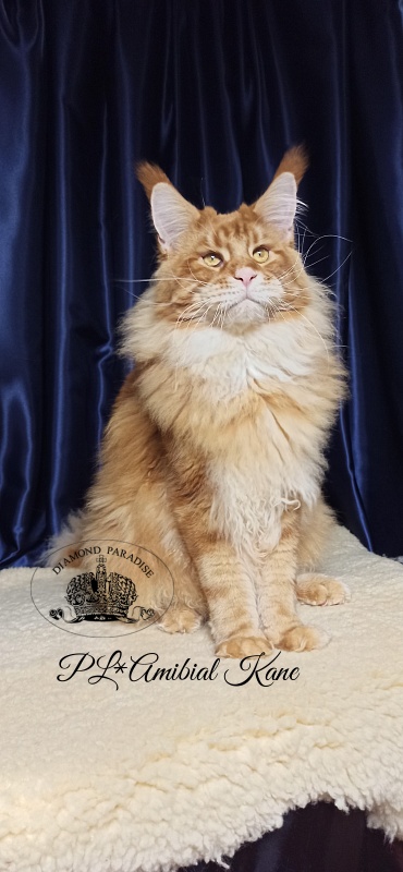PL*Amibial Kane - Adult maine-coon 1 year 2 months 1.5 week