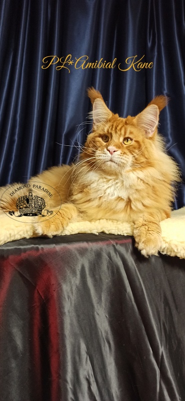 PL*Amibial Kane - Adult maine-coon 1 year 2 months 1.5 week