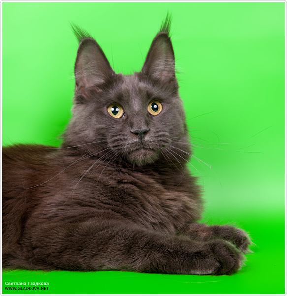 Sweet Dream Volgo-Don-Coon - maine-coon