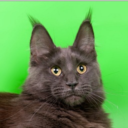 Sweet Dream Volgo-Don-Coon