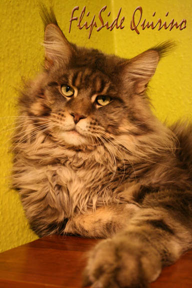 FlipSide Quirino - maine-coon 01/03/2015