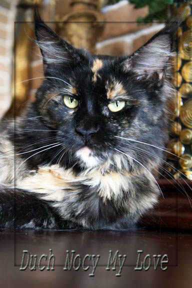 Duch Nocy My Love - maine-coon 09/08/2016