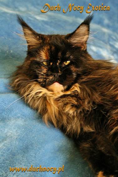 Duch Nocy Exotica - maine-coon 02/10/2013