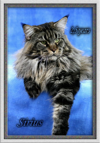 Summerplace Sirius - maine-coon 03/15/2009