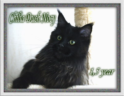 Chilia Duch Nocy - мейн-кун 12.09.2008