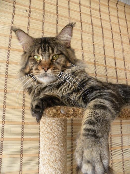 FlipSide Great Hit - maine-coon