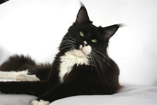 Dotcom Ivor Novello - maine-coon