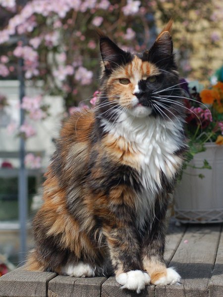 Aloa's Vindicator - maine-coon