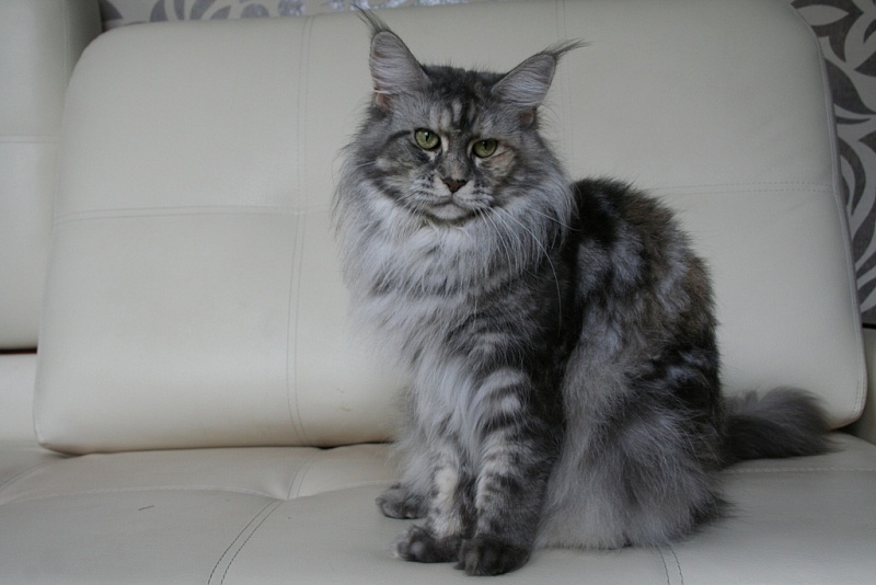 HoneyDevil Tiger-Lilly - maine-coon 08/13/2012