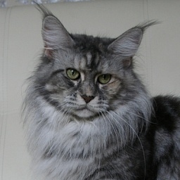 HoneyDevil Tiger-Lilly