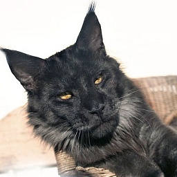 Mainefield's You Are My Inspiration