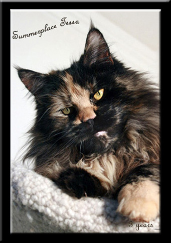 Summerplace Tessa - мейн-кун