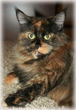 Escape's Isabella Coonzales - maine-coon