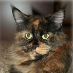 Escape's Isabella Coonzales