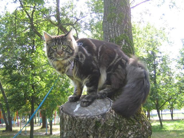 Lapcat Calypso - мейн-кун