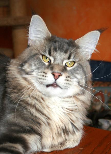 Bajuncat's Anton from Alescoon - мейн-кун