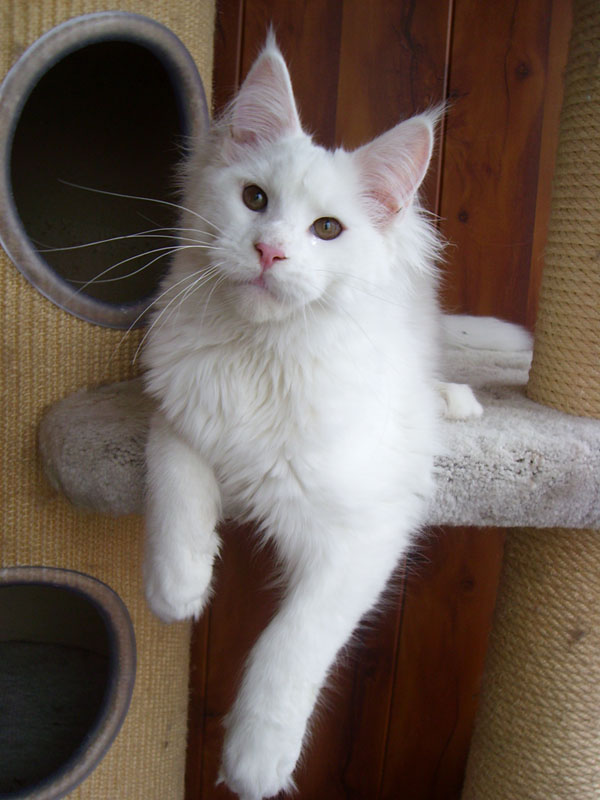 Gordon Top Coon - Кошеня мейн-кун 3 місяця 2 тижні